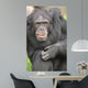 Ape Wall Mural