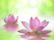 Lotus Flower Wall Decal