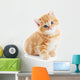 British Shorthair Kitten Cat Isolated Wall Decal