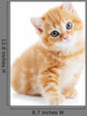 British Shorthair Kitten Cat Isolated Wall Decal