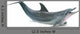 Dolphin Breach 1Wall Decal
