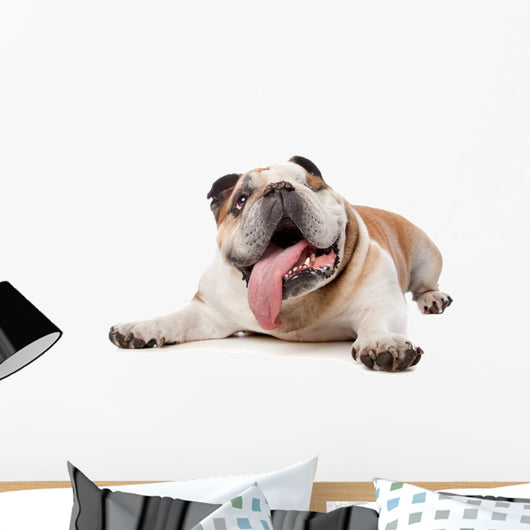 English Bulldog Wall Decal