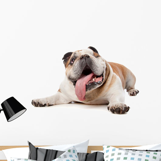 English Bulldog Wall Decal