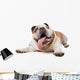 English Bulldog Wall Decal