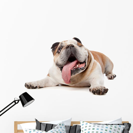 English Bulldog Wall Decal