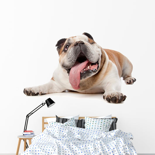English Bulldog Wall Decal