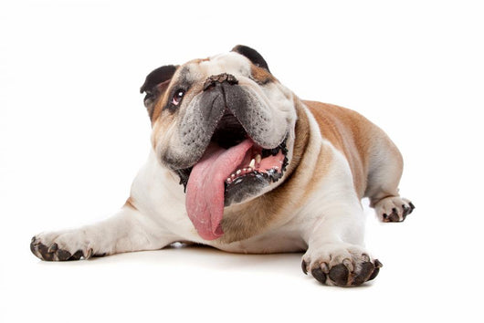 English Bulldog Wall Decal