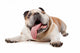 English Bulldog Wall Decal