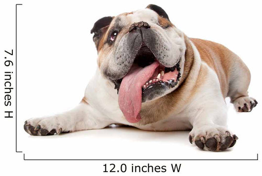 English Bulldog Wall Decal