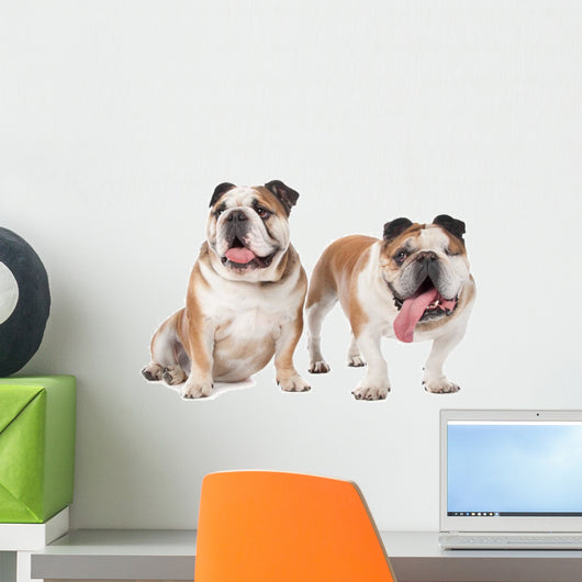two English bulldogs Wall Decal