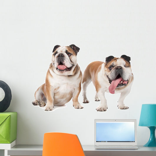 two English bulldogs Wall Decal
