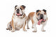 two English bulldogs Wall Decal