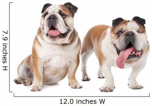 two English bulldogs Wall Decal