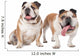 two English bulldogs Wall Decal