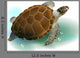 Sea Turtle Swimming Ocean