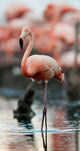 Portrait of the American Flamingo. Wall Mural