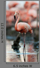 Portrait of the American Flamingo. Wall Mural