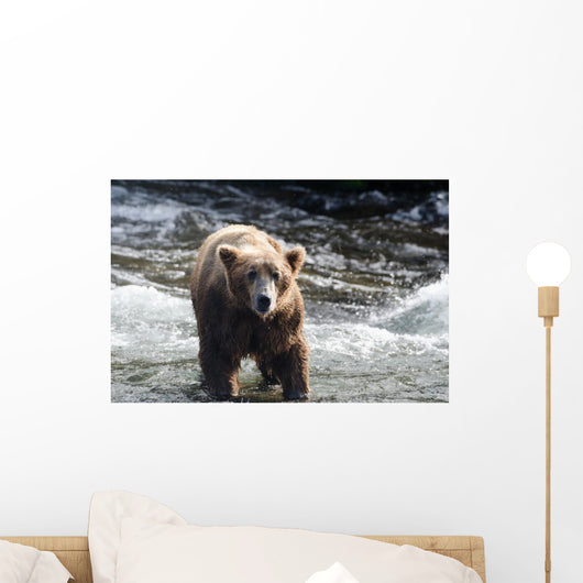 Large Grizzly Bear Standing Wall Mural