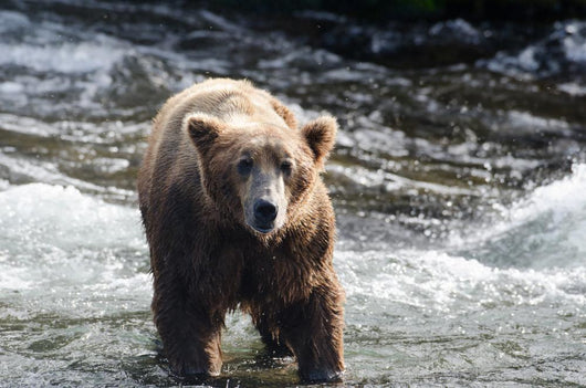Large Grizzly Bear Standing Wall Mural
