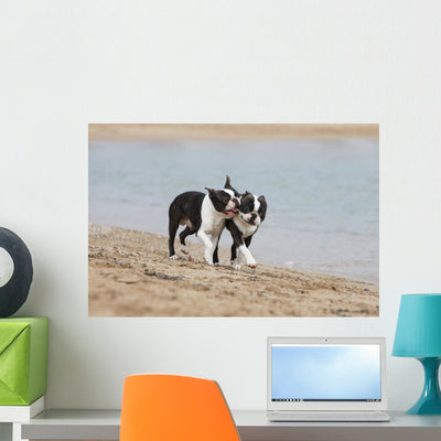 Couple Boston Terriers Playing shown on a wall