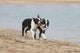 Couple Boston Terriers Playing