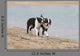 Couple Boston Terriers Playing