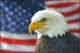 Americana Murals - Bald Eagle Flag American Eagle with Flag Wall Mural