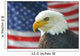 American Bald Eagle Flag