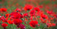 Red Poppies Close-up Wall Decal