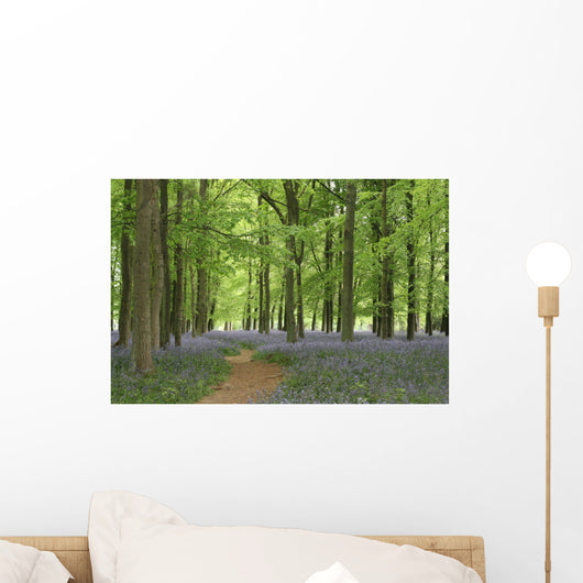 bluebell forest Wall Mural