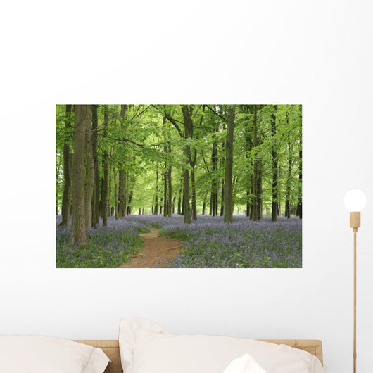 bluebell forest Wall Mural