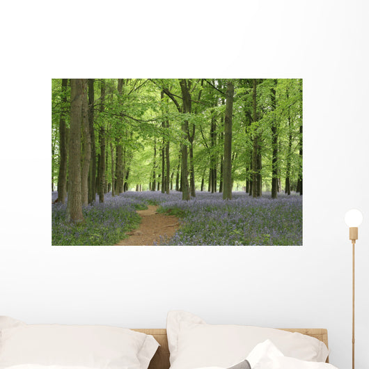bluebell forest Wall Mural