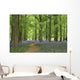 bluebell forest Wall Mural