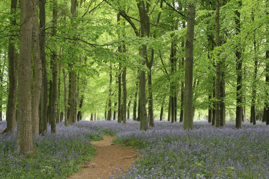 bluebell forest Wall Mural