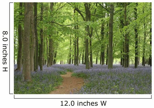 bluebell forest Wall Mural