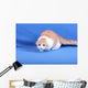 Wall Mural