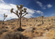 Joshua Trees Yucca Brevifolia