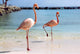 Flamingos on Beach Wall Mural