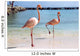 Flamingos on Beach Wall Mural