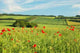 Poppy Field Wall Decal