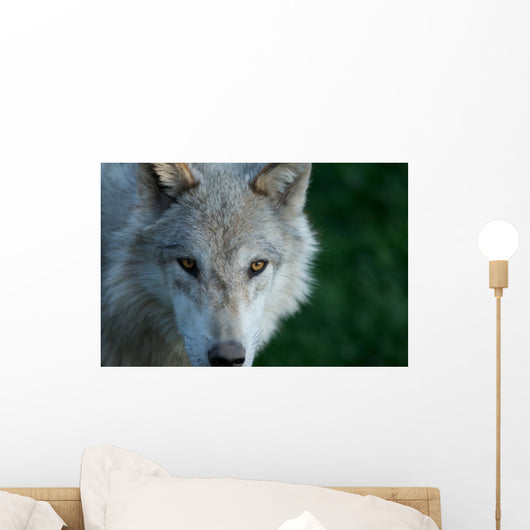 American Timber Wolf