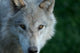American Timber Wolf