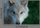 American Timber Wolf
