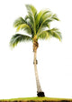 Palm Tree Isolated Wall Decal