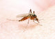 Anopheles Mosquito - Dangerous Vehicle of Infection Wall Mural
