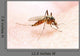 Anopheles Mosquito - Dangerous Vehicle of Infection Wall Mural