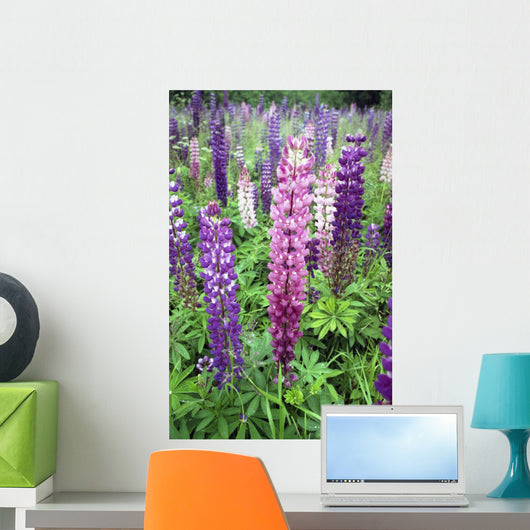 Lupine 3 Wall Mural