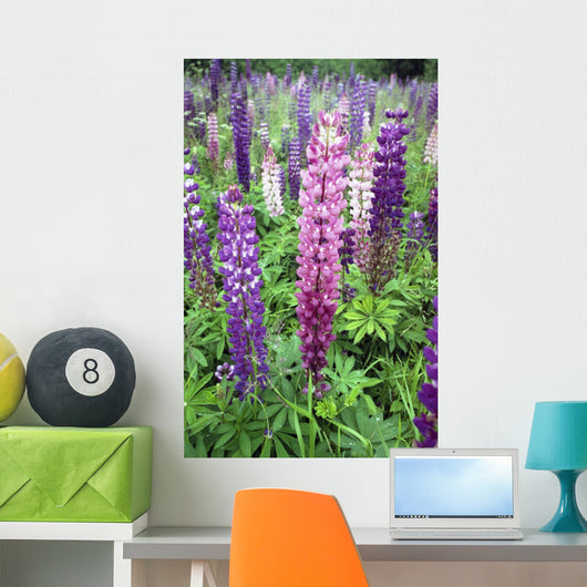 Lupine 3 Wall Mural