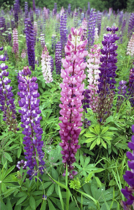 Lupine 3 Wall Mural