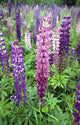 Lupine 3 Wall Mural